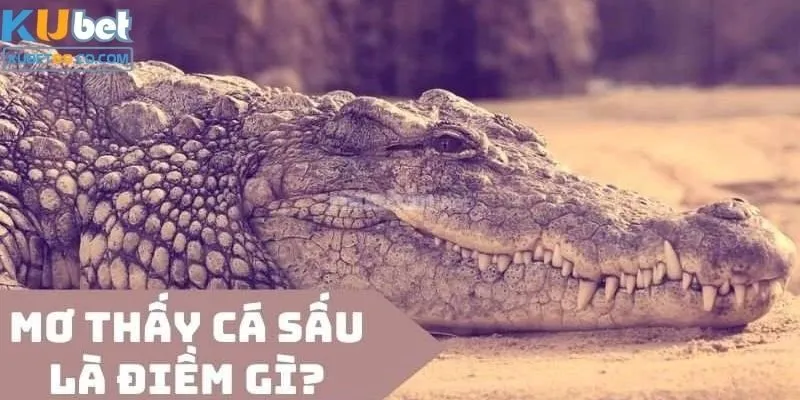 Mơ thấy con cá sấu ẩn chứa những ý nghĩa gì?&nbsp;